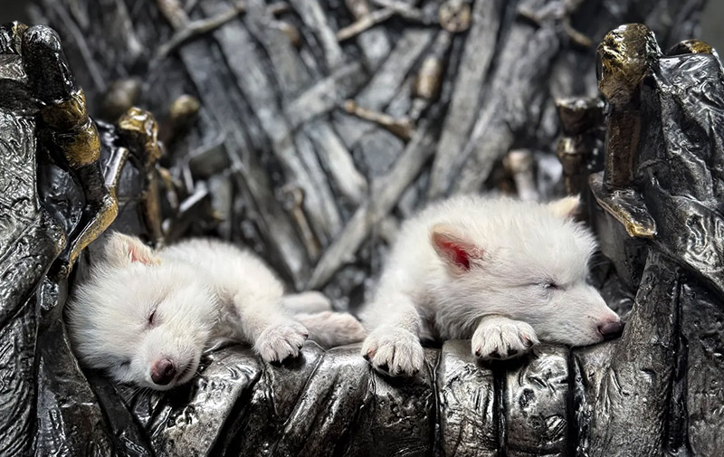 Photo of dire wolves as seen on TV series Game of Thrones