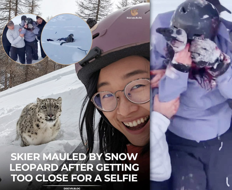 Photo of tourist mauled by snow leopard