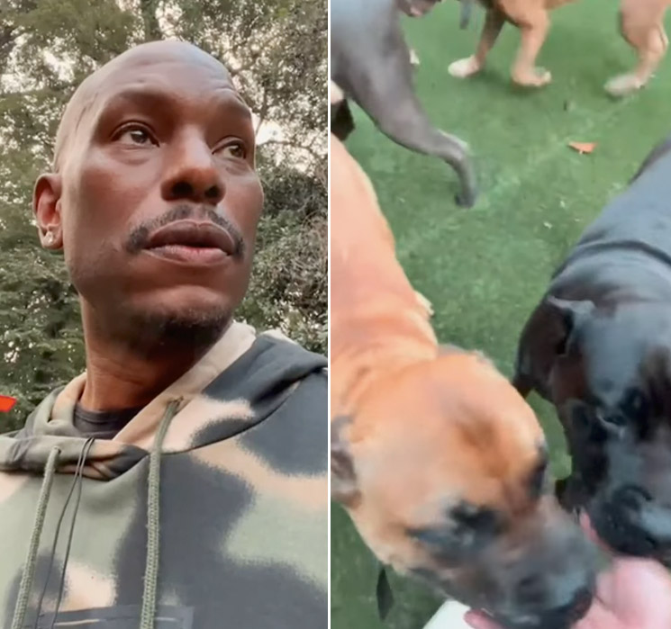 Photo of Tyrese and Cane Corso dogs