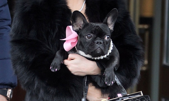 Lady Gaga and her frenchie Asia are all about the pearls **USA, Canada ...