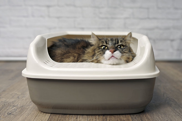 Michigan school district denies placing litter boxes in restrooms for