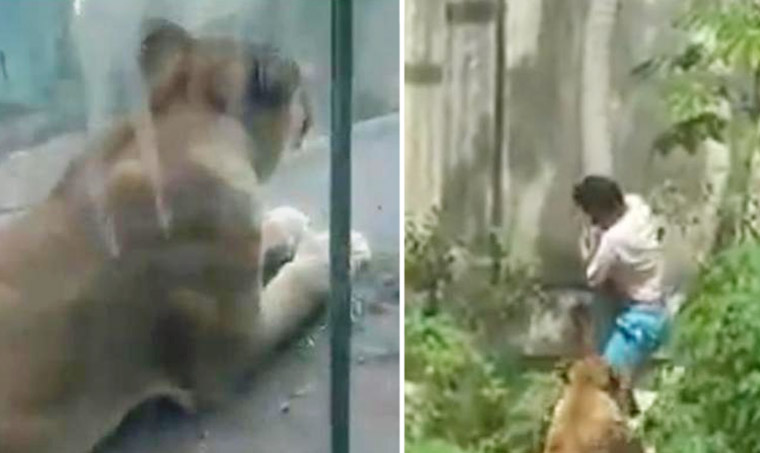 Teen mauled to death by lion after climbing into zoo enclosure