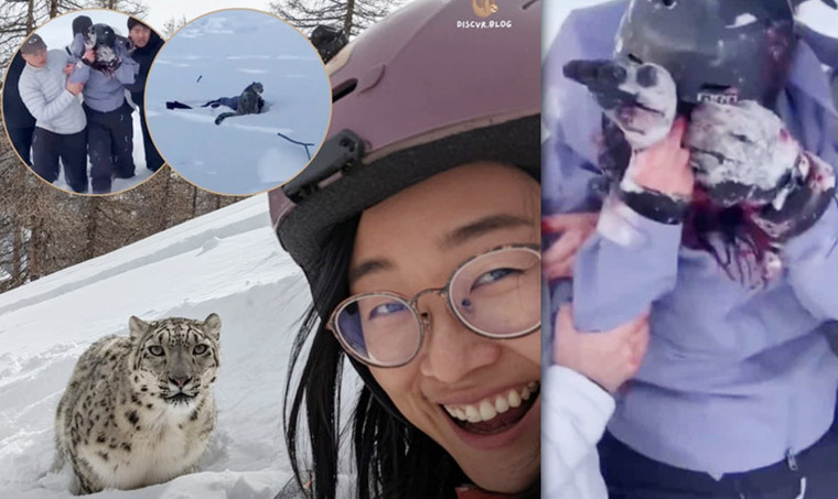 Snow leopard mauls tourist after she stopped to take selfie with it